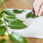 A Planta Que Está Transformando a Gastronomia Brasileira