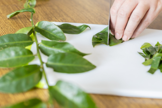 A Planta Que Está Transformando a Gastronomia Brasileira