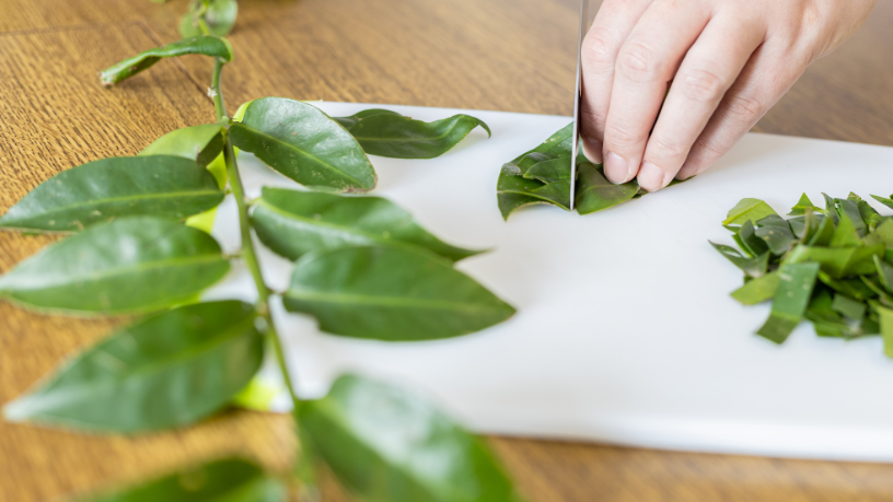 A Planta Que Está Transformando a Gastronomia Brasileira